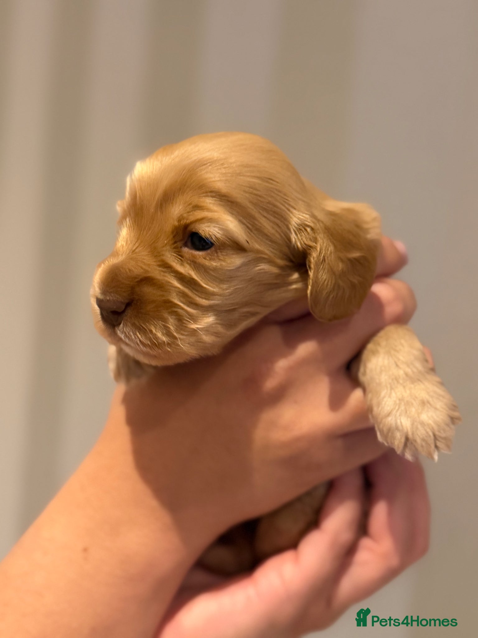 Cocker Spaniel dogs for sale: Golden & Chocolate Sable Show Cocker Puppies  in Doncaster - Advert 24
