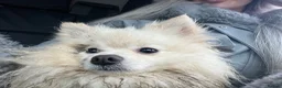 Pomeranian dogs for stud: Gorgeous white Pomeranian for stud  - Advert 12