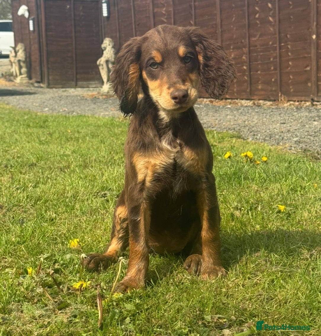 Sprocker dogs Healthy checked DNA clear stunning happy pups - Advert 1