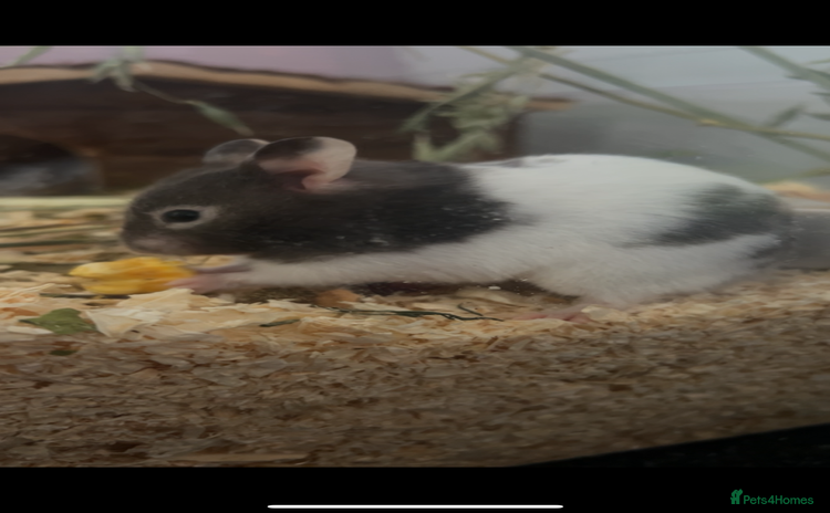 Hamster rodents Syrian Hamster For Sale  - Advert 1