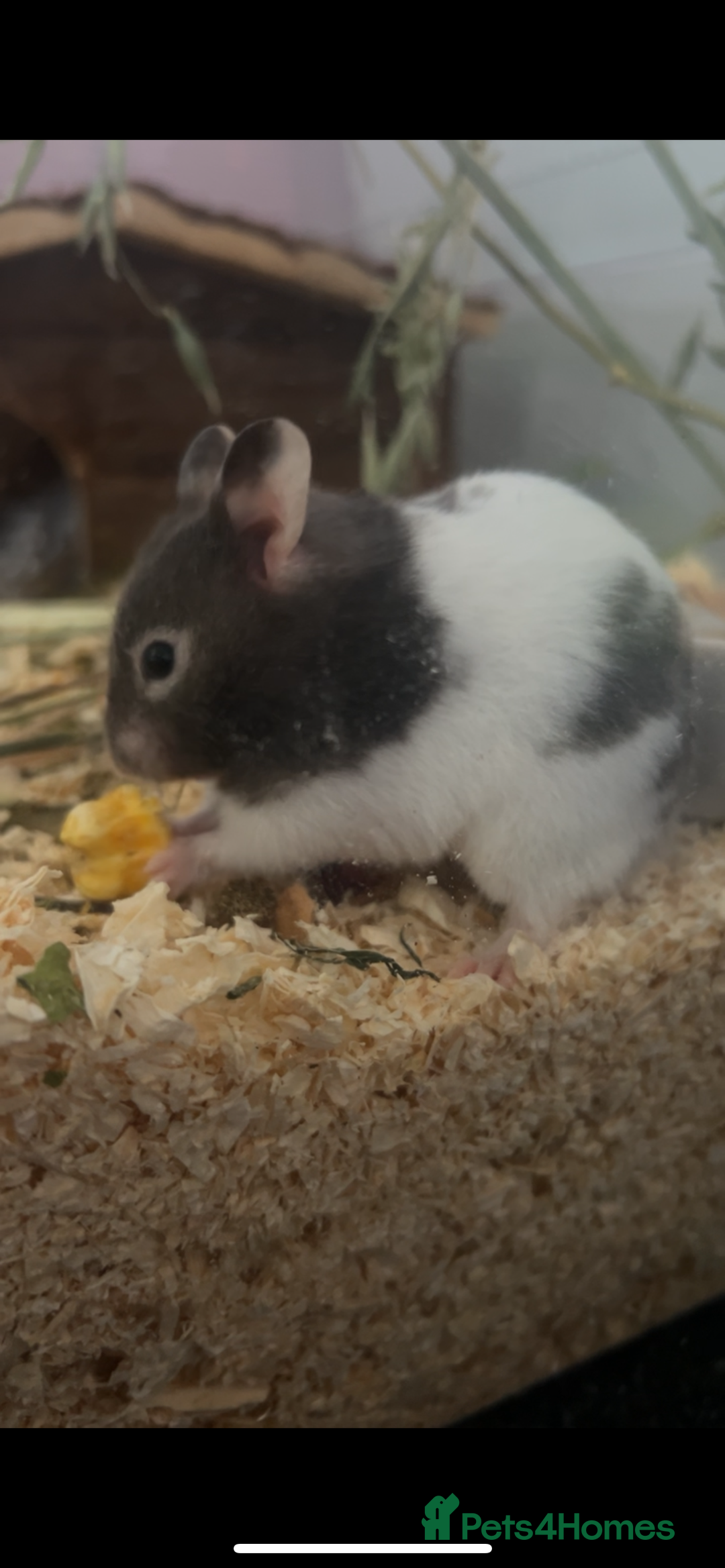 Hamster rodents for sale: Syrian Hamster For Sale  - Advert 1