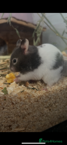 Hamster rodents Syrian Hamster For Sale - Advert 1