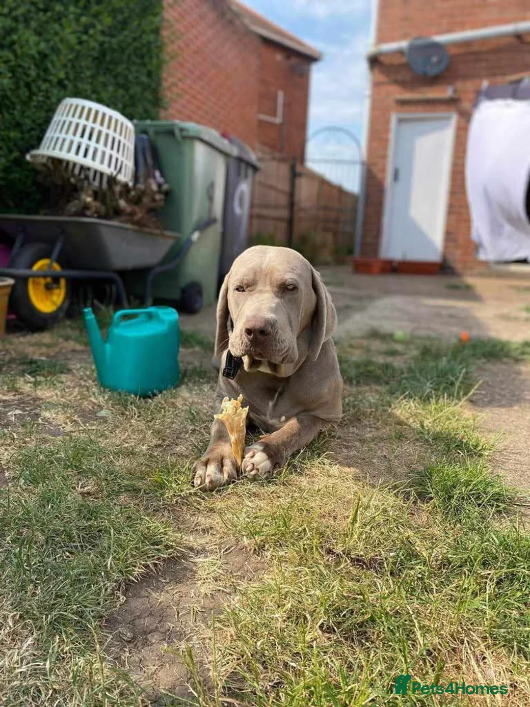 Weimaraner dogs for adoption: Meet Bruno, currently residing in Surrey - Advert 5