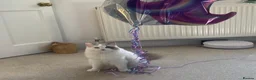 Ragdoll cats for sale: Bonded Ragdoll Sisters - Advert 5
