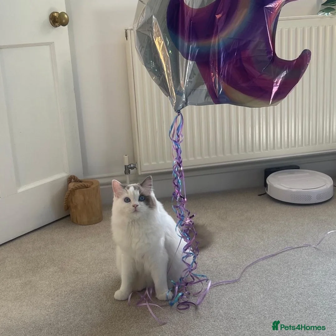 Ragdoll cats for sale: Bonded Ragdoll Sisters - Advert 5