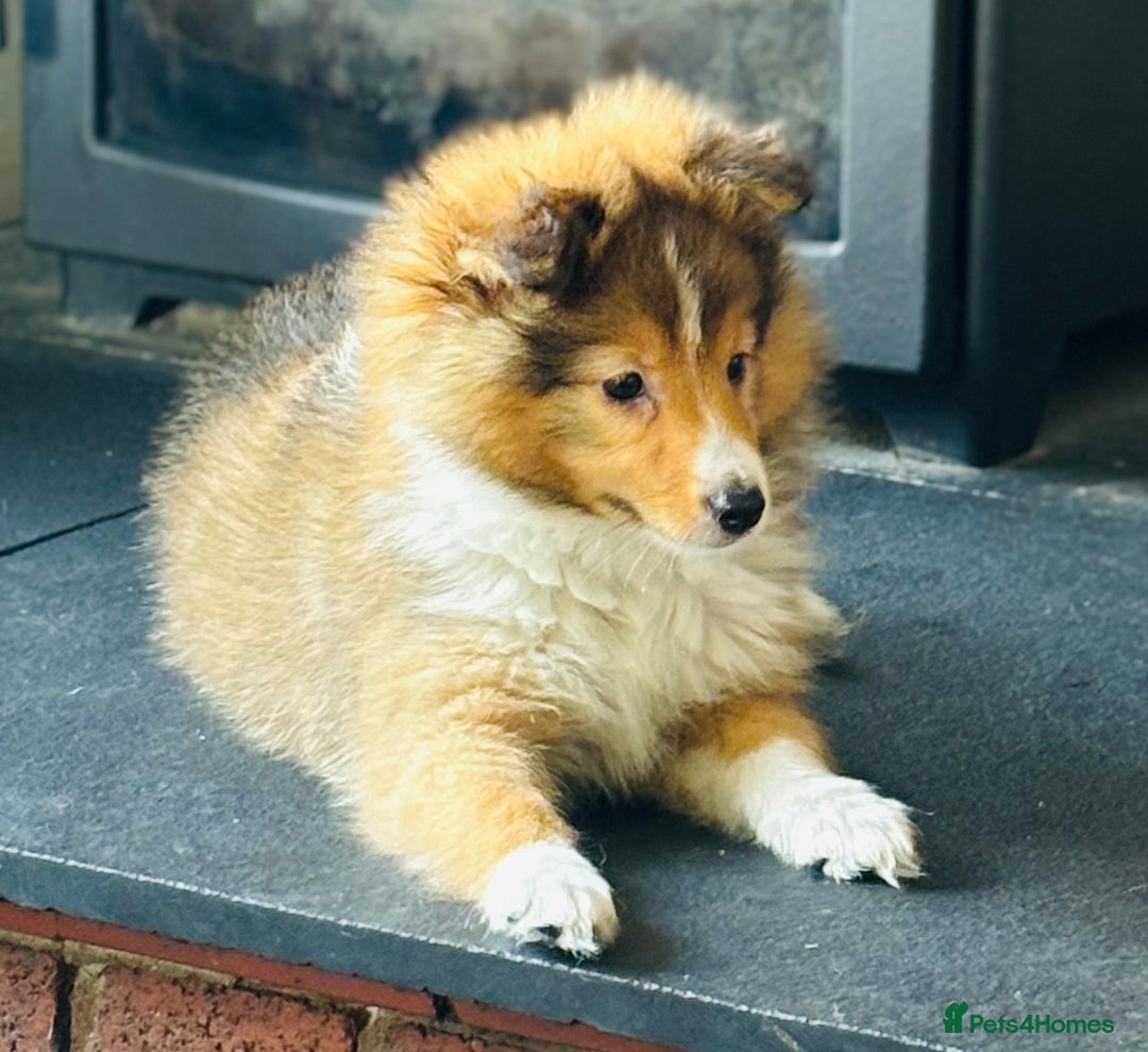 Shetland Sheepdog dogs for sale: Beautiful Shetland Sheepdog Puppies  in Goole - Image 18
