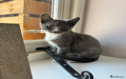 Domestic Shorthair cats for sale: COLIN - Gorgeous little boy kitten  - Image 1