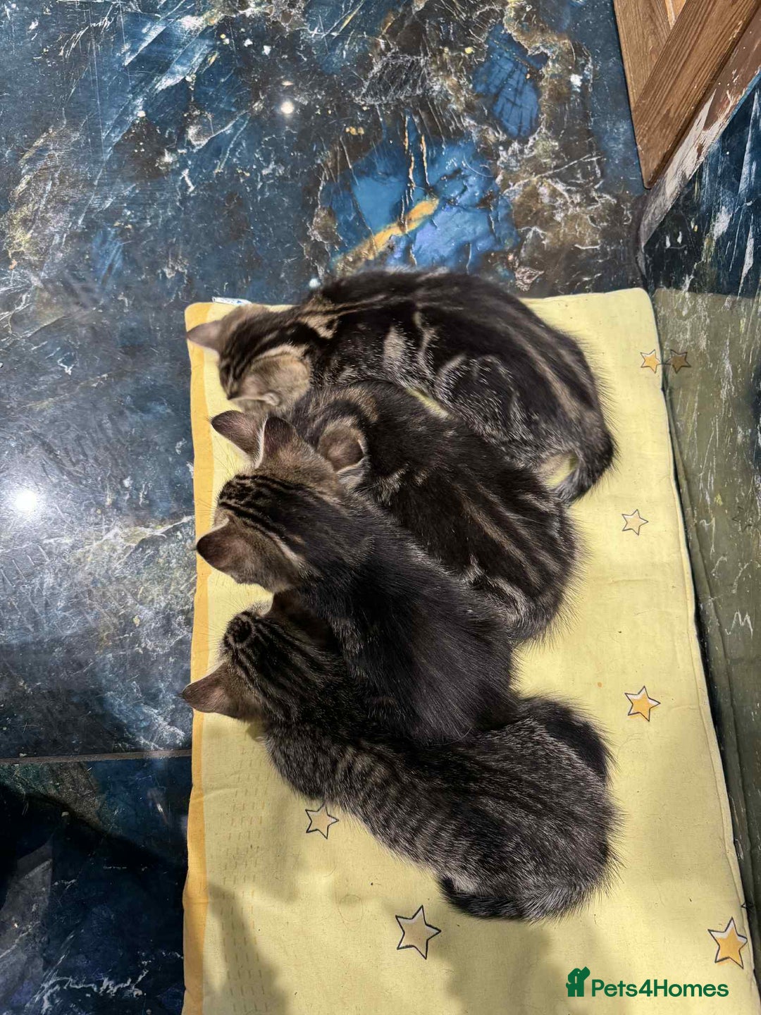 Mixed Breed cats for sale: Adorable Mixed Breed Kitten for Sale! - Image 9
