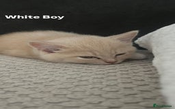 Mixed Breed cats for sale: 3 Cream Mixed Shorthairs - Image 11