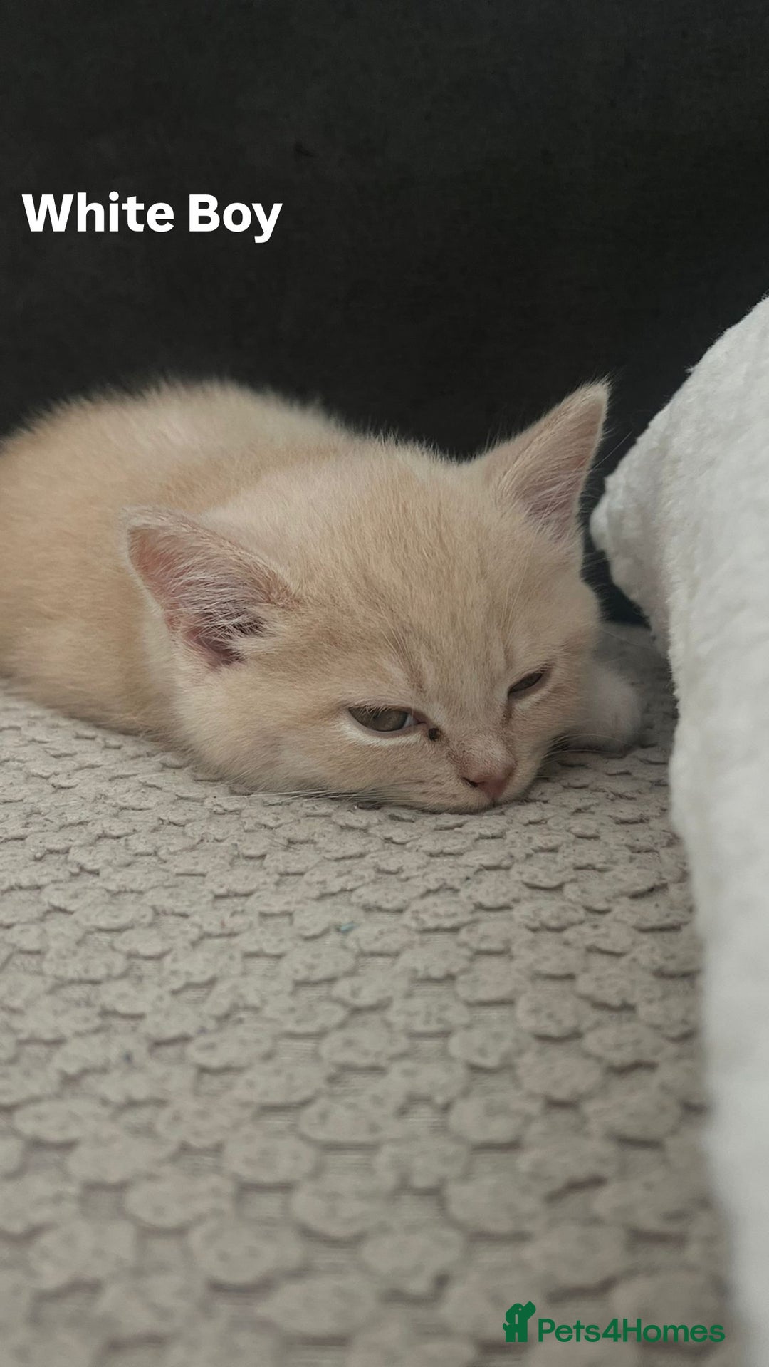 Mixed Breed cats for sale: 3 Cream Mixed Shorthairs - Image 11