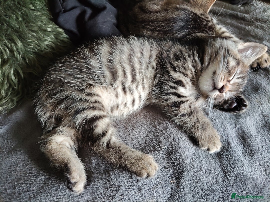 Mixed Breed cats for sale: Adorable playful kittens - Image 9