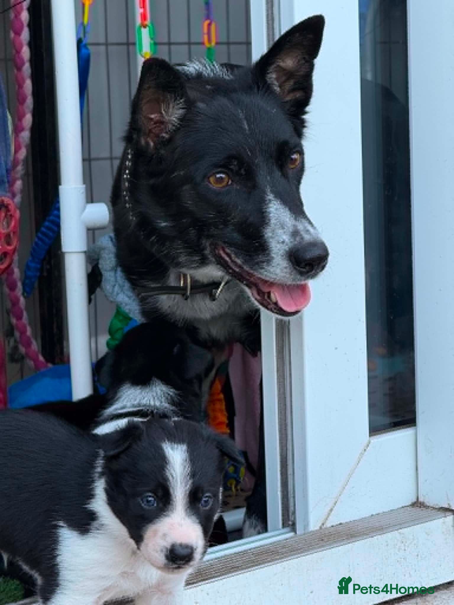Border Collie dogs Fully Health Tested Border Collie Puppy For Sale - Advert 2