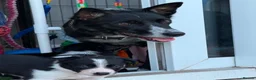Border Collie dogs for sale: Fully Health Tested Border Collie Puppy For Sale in Coleford - Advert 22