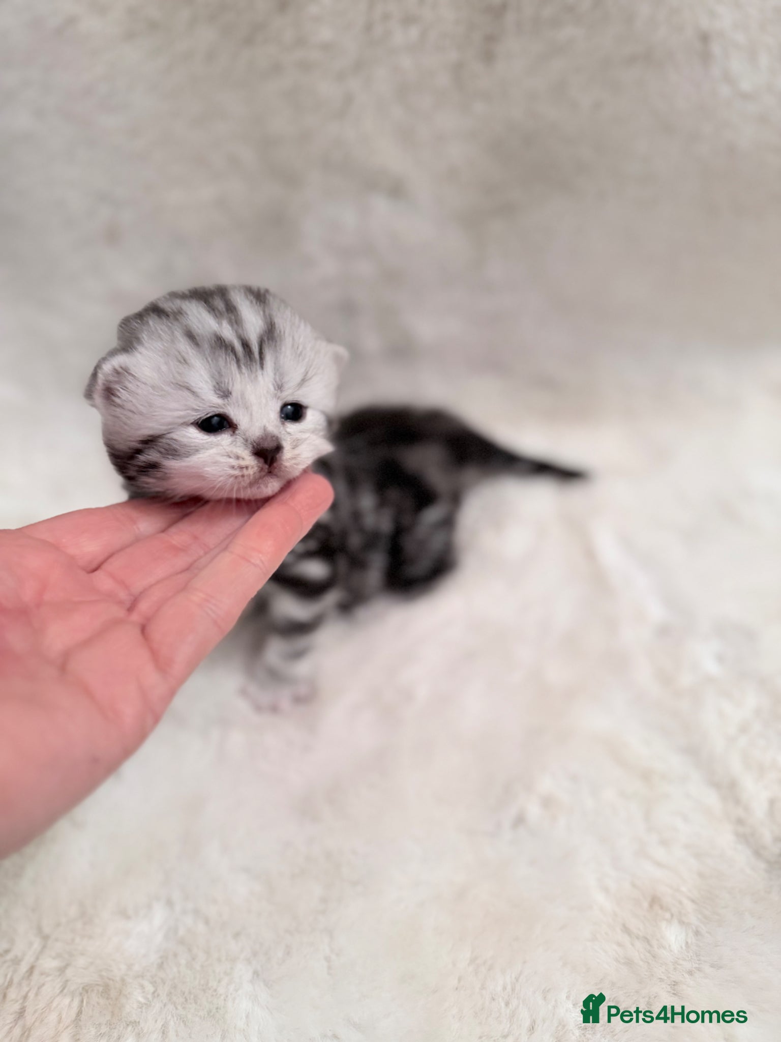 British Longhair cats British longhair silver tabby boy - Advert 2