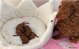 Miniature Poodle dogs for sale: Ruby red kc registered stunning miniature poodles  - Image 3
