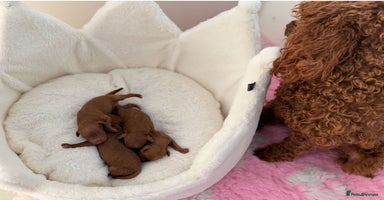 Miniature Poodle dogs - Advert 4
