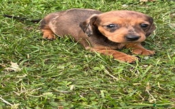 Dachshund dogs for sale: Gorgeous dachshund puppies - Image 10