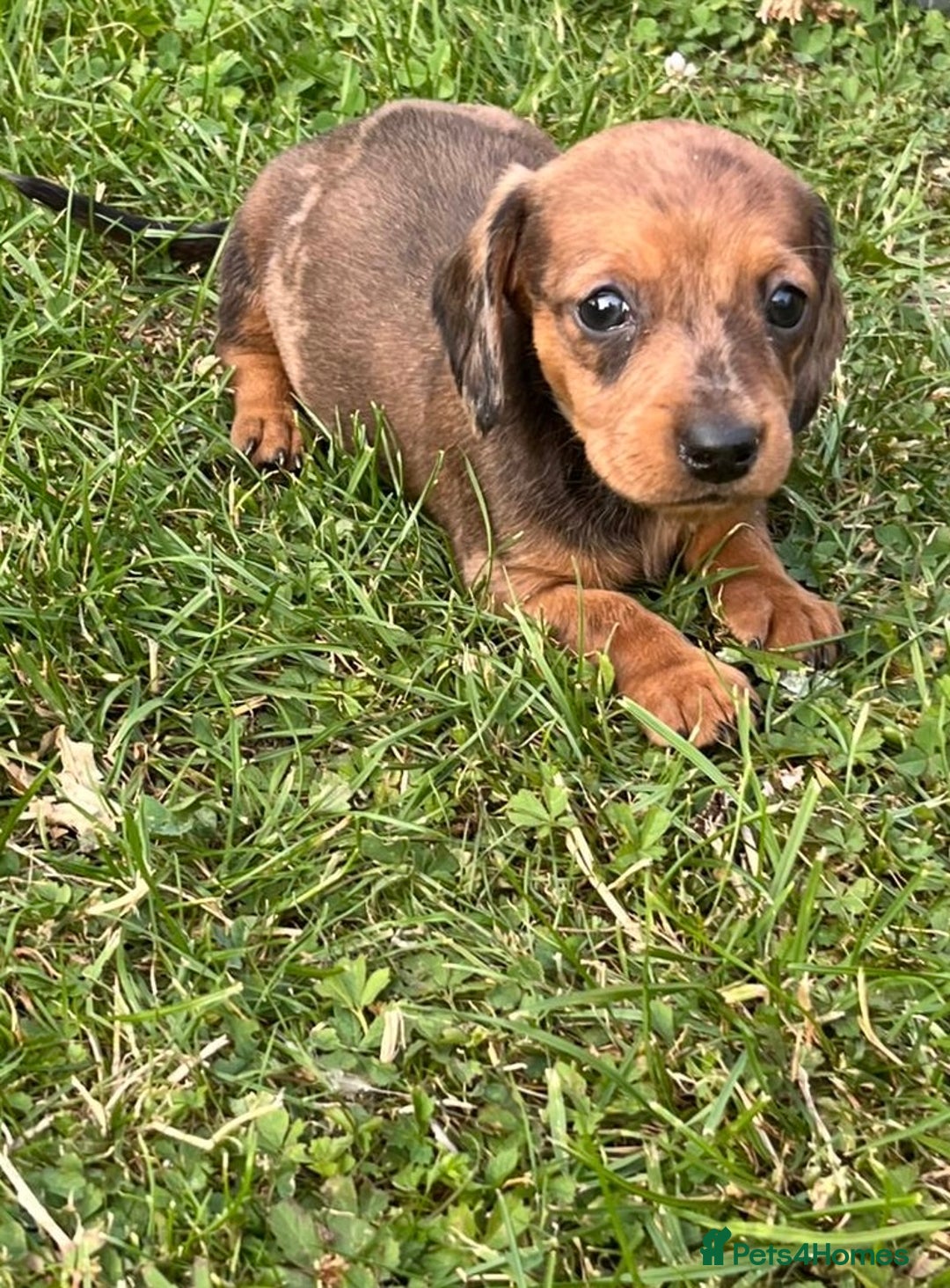 Dachshund dogs for sale: Gorgeous dachshund puppies - Image 10