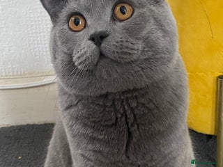 British Shorthair cats British Shorthair Male – Plush Silver Coat - Advert 3