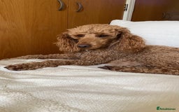 Miniature Poodle dogs for sale: REDUCED Mini poodle pups - Image 5
