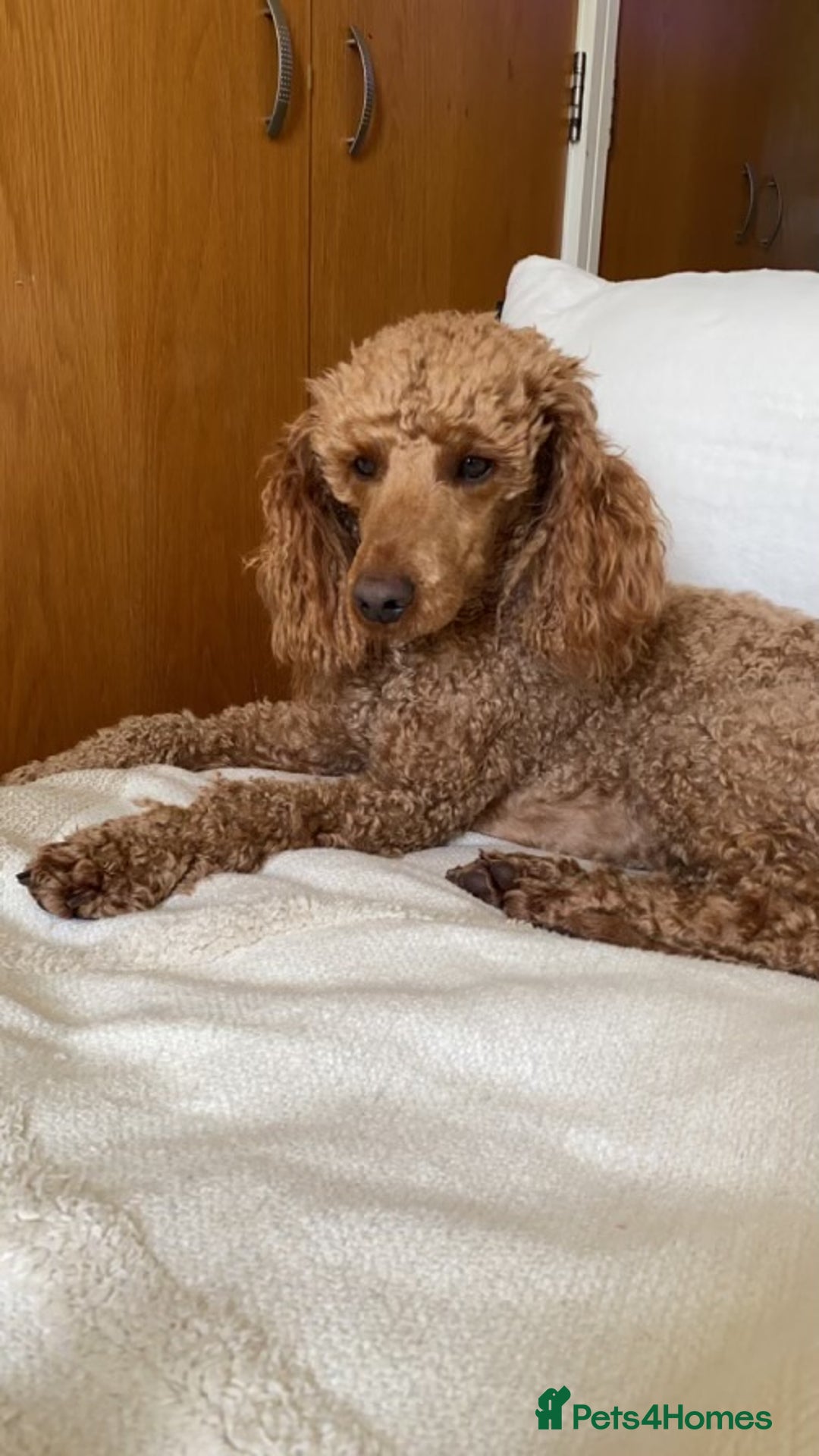 Miniature Poodle dogs for sale: REDUCED Mini poodle pups - Image 5