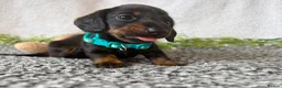 Miniature Dachshund dogs for sale: KC pedigree Mini Dachshund puppies - Advert 25