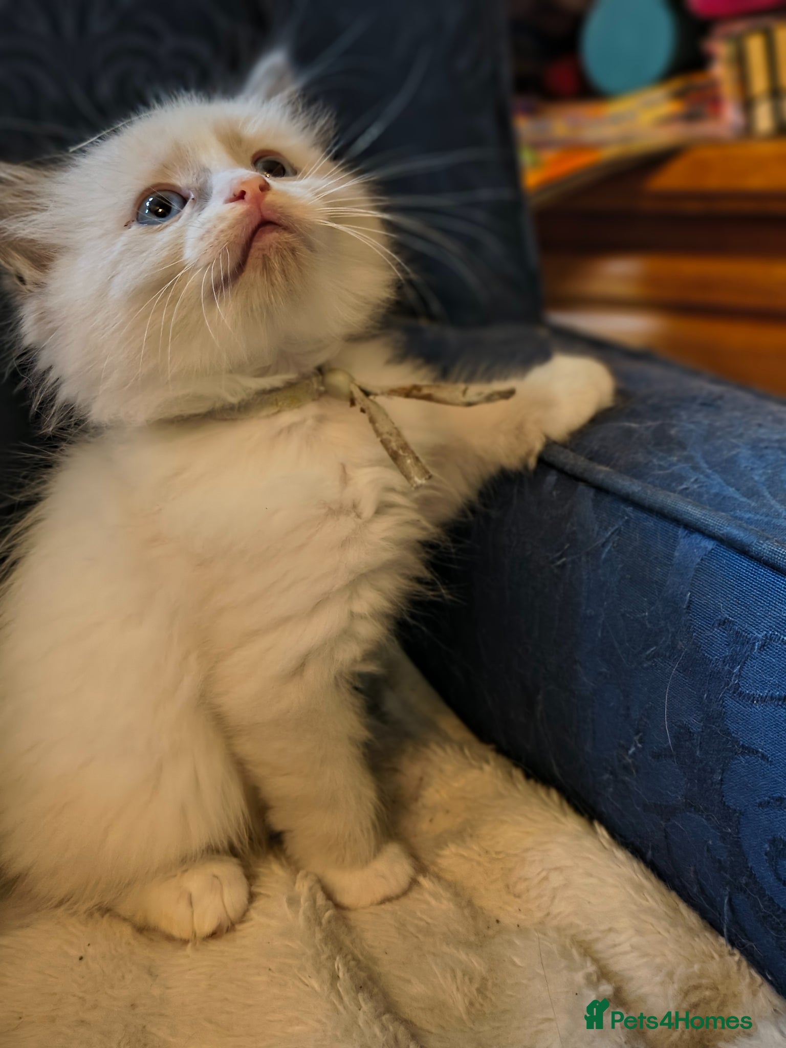 Ragdoll Kitten 3