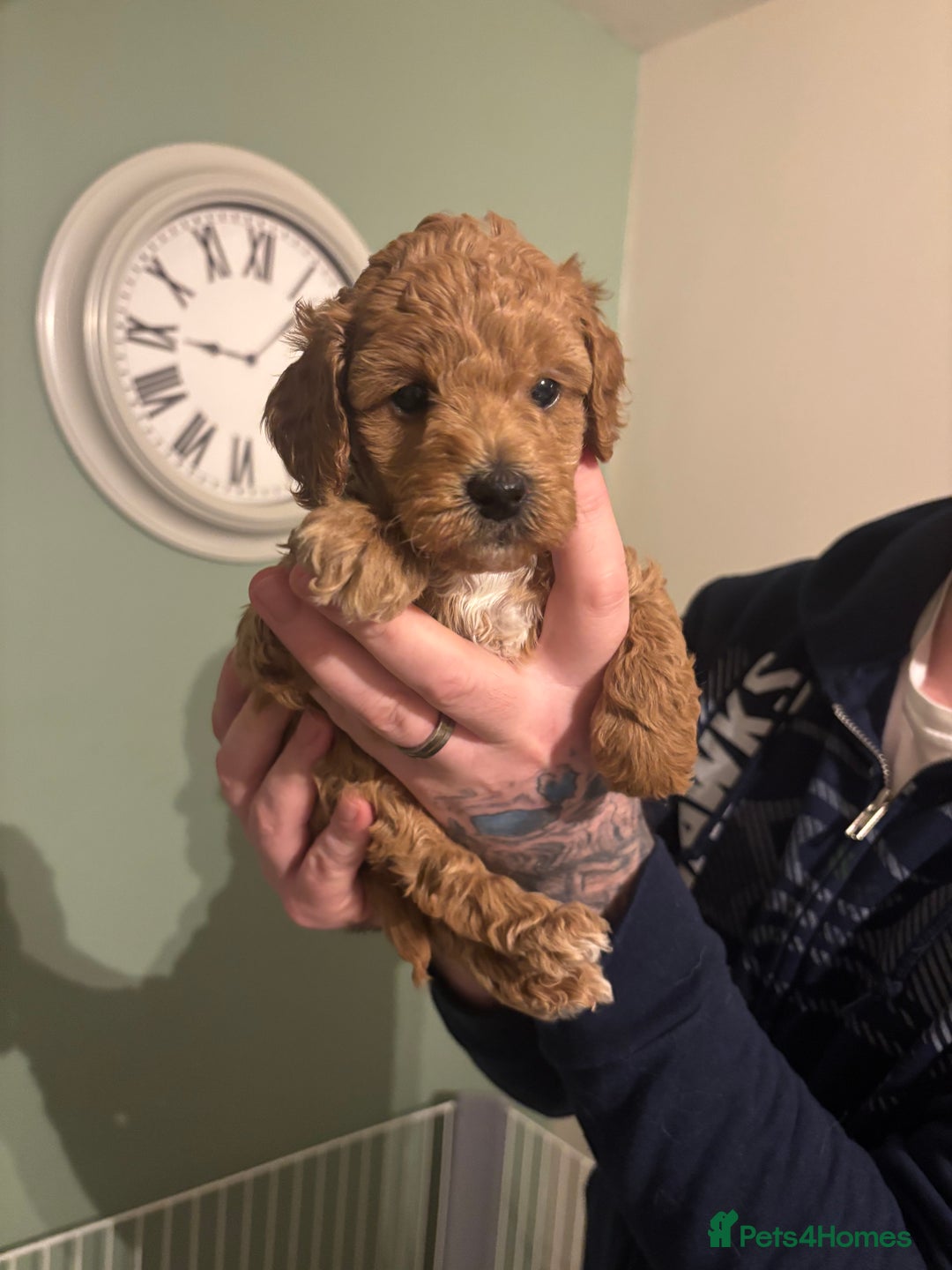 Toy Poodle dogs for sale: Toy poodles for sale - Advert 9