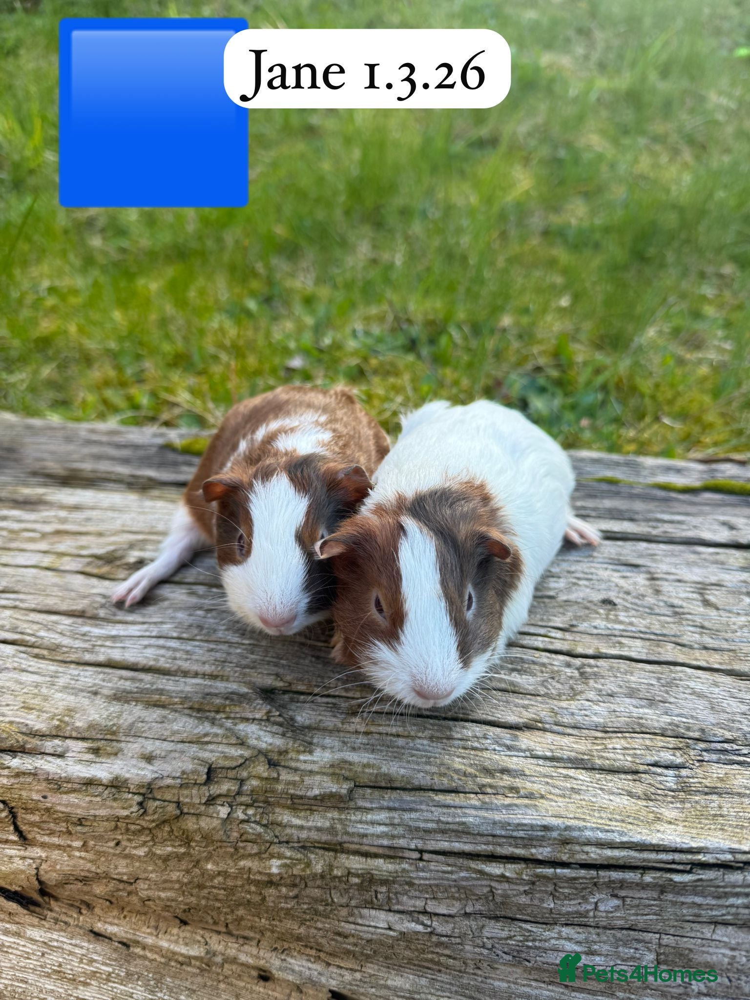 Guinea Pig rodents Gorgeous baby and young guinea pigs. Sheffield. - Advert 9