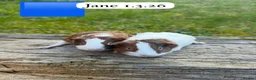Guinea Pig rodents for sale: Gorgeous baby and young guinea pigs. Sheffield. - Advert 6
