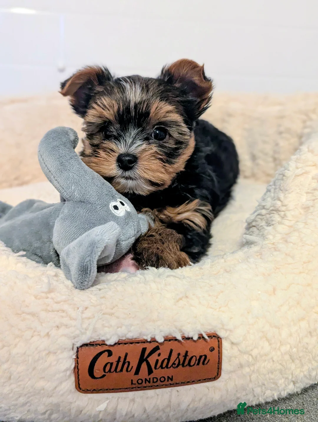 Yorkshire Terrier dogs for sale: Little bundles of joy available  - Advert 9