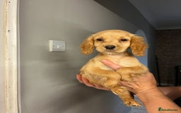 Cocker Spaniel dogs for sale: Fox red cocker spaniel pups  - Image 5