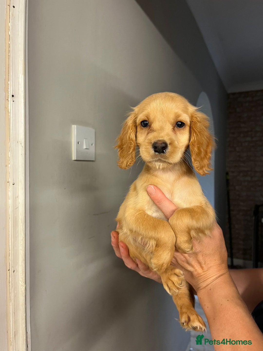 Cocker Spaniel dogs for sale: Fox red cocker spaniel pups  - Image 5