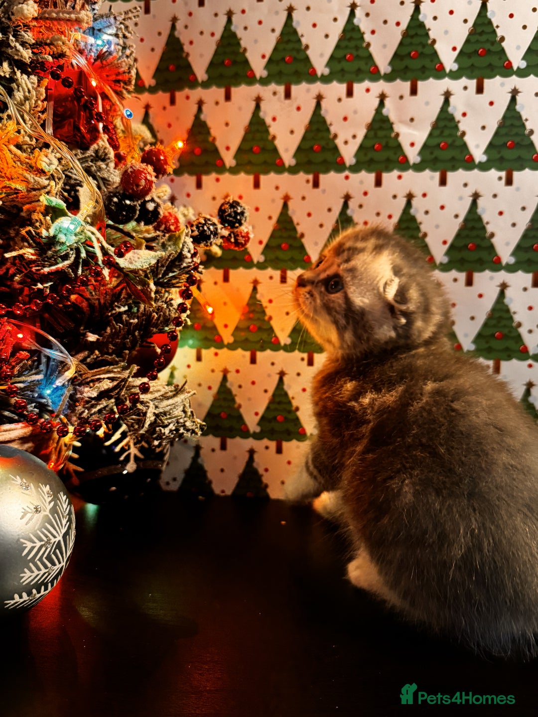 Scottish Fold cats for sale: 4 Beautiful Scottish Fold Kittens - Advert 3