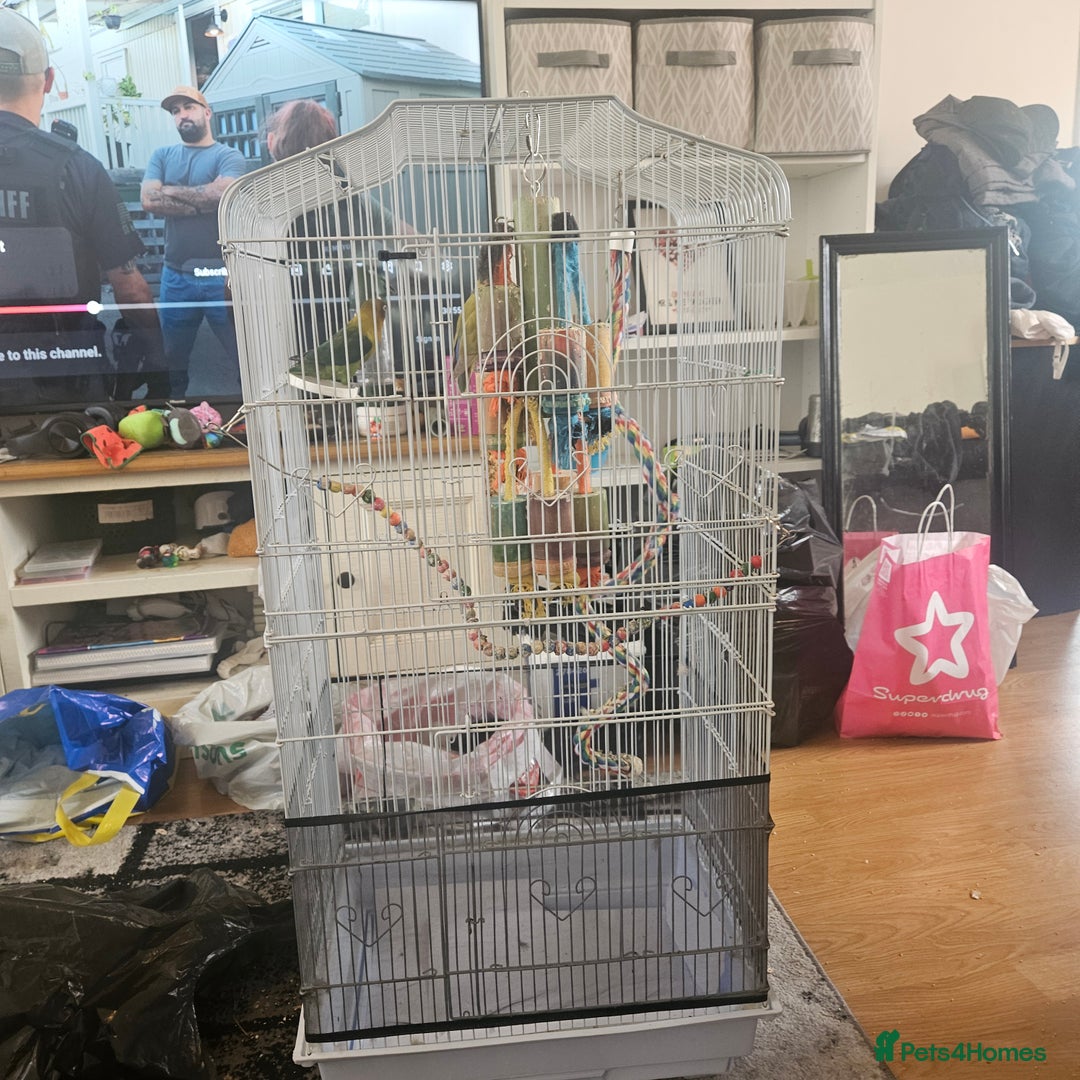 Lovebirds birds for sale: Not hand tamed lovebirds mixed breed  - Image 3