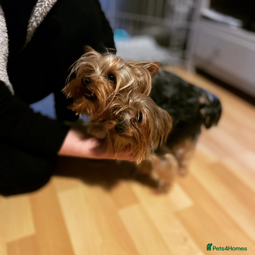 Yorkshire Terrier dogs for stud: Yorkshire terrier for stud  in Hornchurch - Advert 6