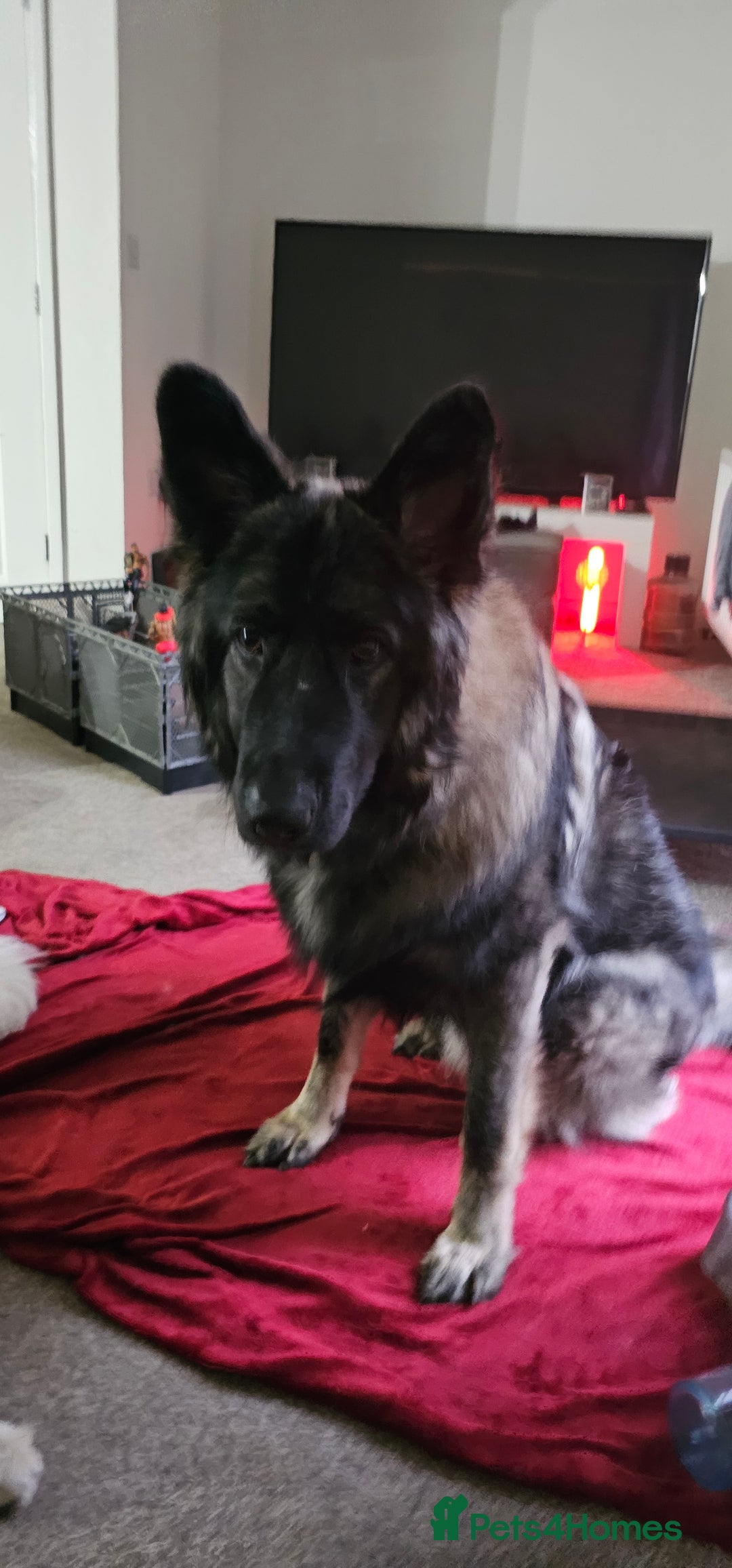 German Shepherd dogs for sale: ACE AND LUNA - Image 13