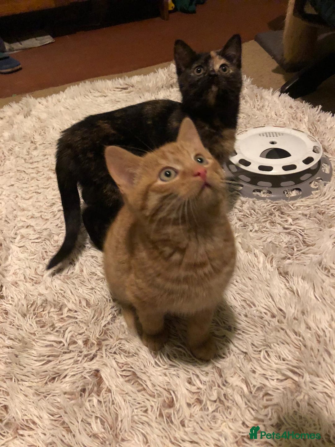 Mixed Breed cats for sale: 3 beautiful kittens looking for loving homes - Advert 5