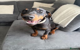 Dobermann dogs for sale: 6 month Dobermann’s - Image 2