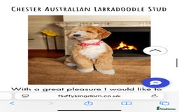 Mixed Breed dogs for sale: Cockapoo/Labradoodle Pups DUE Sept2025 - Image 5