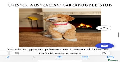 Mixed Breed dogs - Advert 1