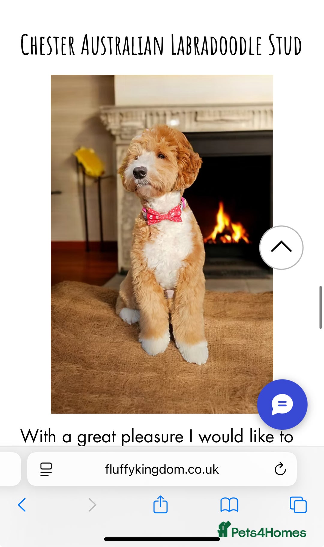 Mixed Breed dogs for sale: Cockapoo/Labradoodle Pups DUE Sept2025 - Image 5