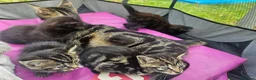 Mixed Breed cats for sale: Half Bengal Kittens - Advert 10