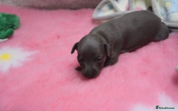 Italian Greyhound dogs for sale: Beautiful Italian greyhounds - Polish Bloodlines - Image 6
