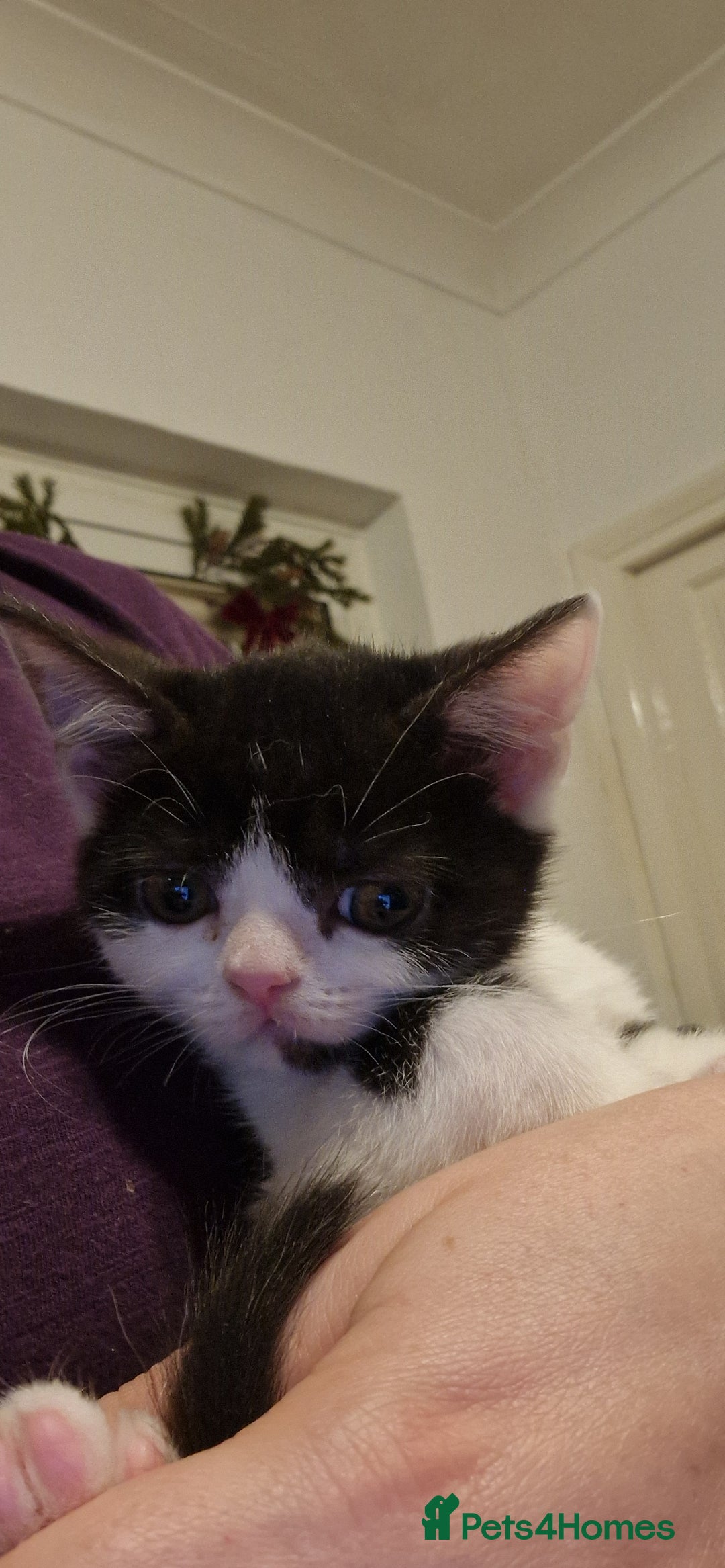 British Shorthair cats for sale: British shorthair mix looking for new home - Advert 6