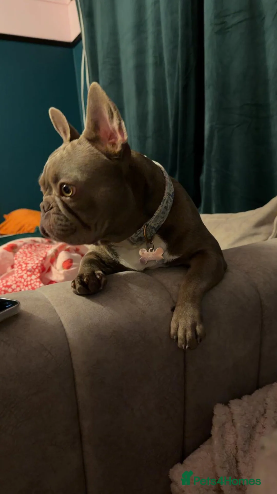 French Bulldog dogs for sale: 13month old Frenchie for sale - Advert 3