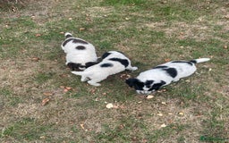Sprocker dogs for sale: 5x gorgeous sprocker spaniel puppies for sale - Image 7