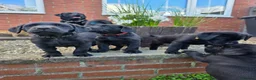 Labrador Retriever dogs for sale: *1 Girl left*Ready to Leave* KC Mam & Dad at home - Advert 5