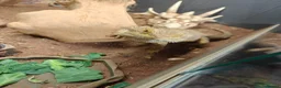 Bearded Dragon reptiles for sale: Bearded dragon for sale - Advert 5