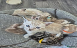 Bengal cats for sale: TICA large/clouded rosettes snow bengal kittens  - Image 27